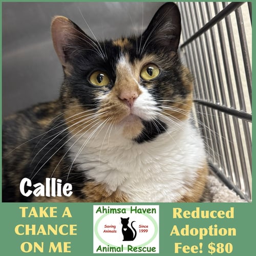 CALLIE - Calico available for adoption