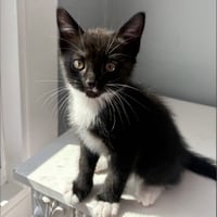 Bitsy - Photo 1
