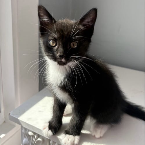 BITSY - Domestic Short Hair available for adoption