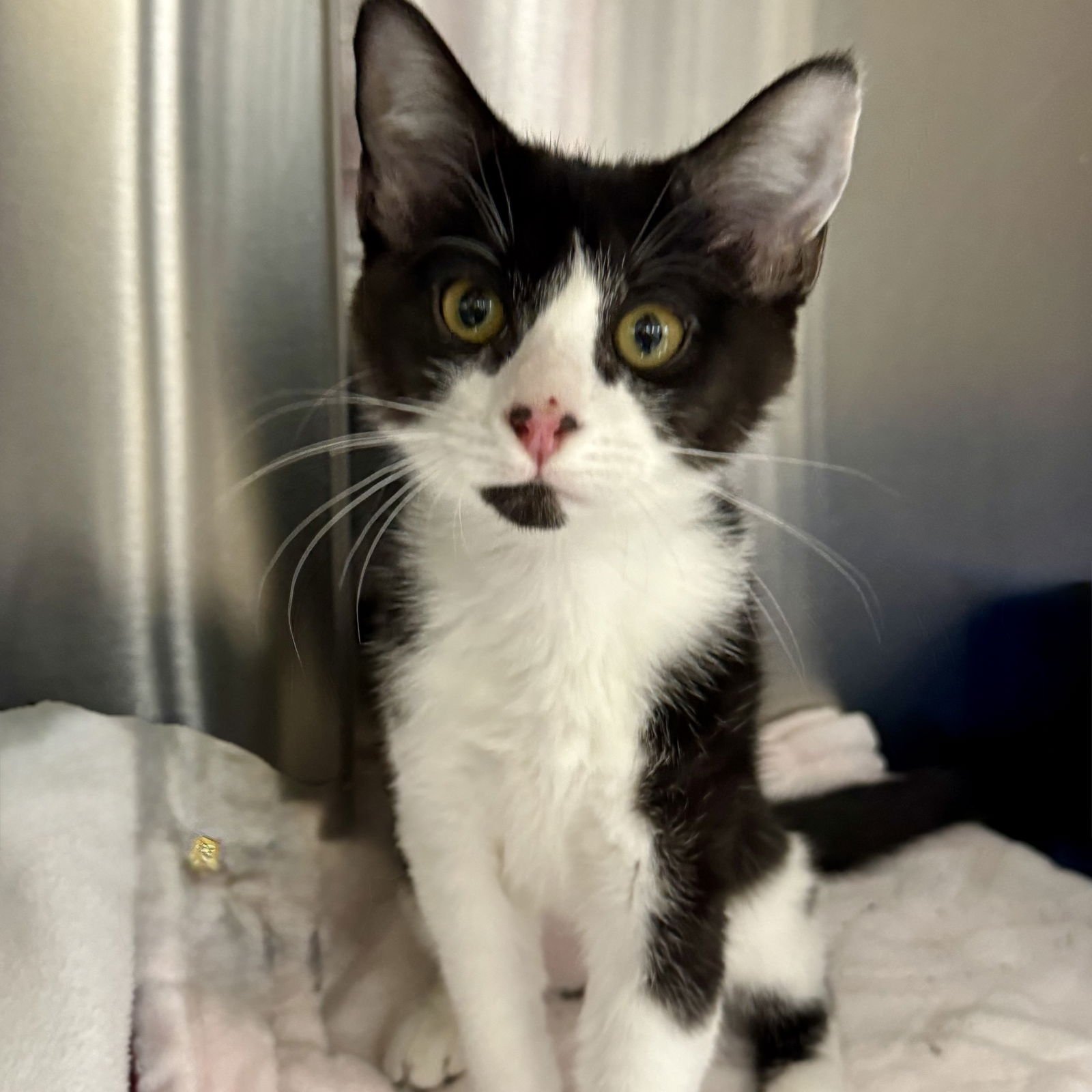 PATCHES - Domestic Short Hair available for adoption