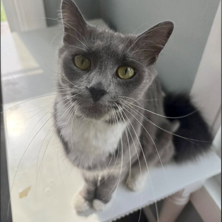 Maggie Image