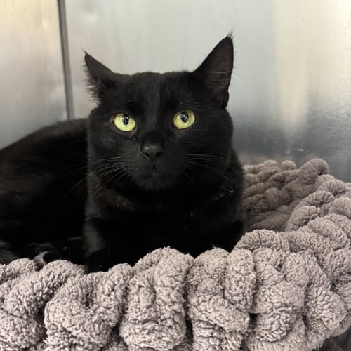 BEAR - Domestic Short Hair available for adoption