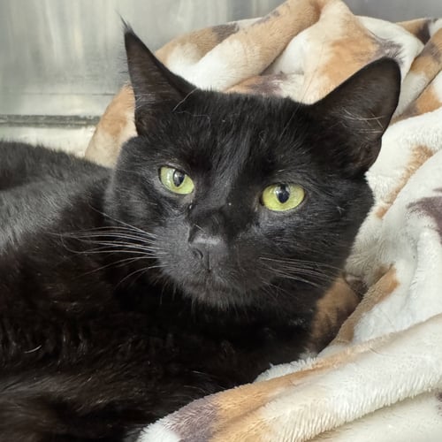 BEAR - Domestic Short Hair available for adoption