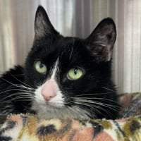 Spaz - Photo 1