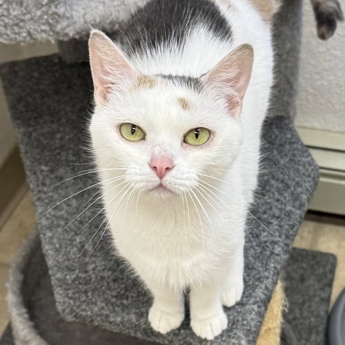NAGA - Domestic Short Hair available for adoption