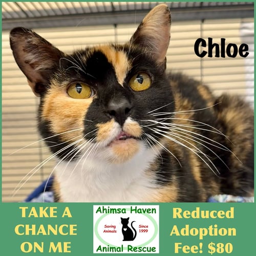CHLOE - Domestic Short Hair / Calico available for adoption