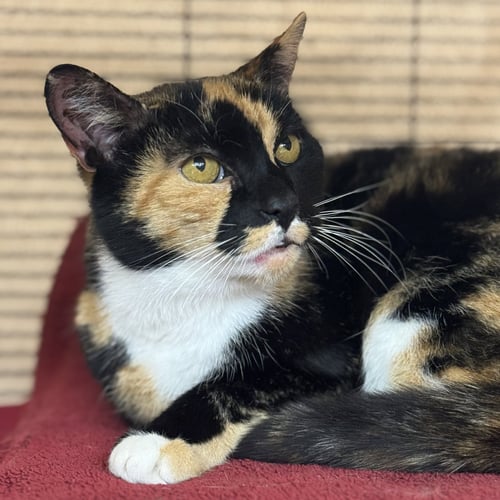 CHLOE - Domestic Short Hair / Calico available for adoption