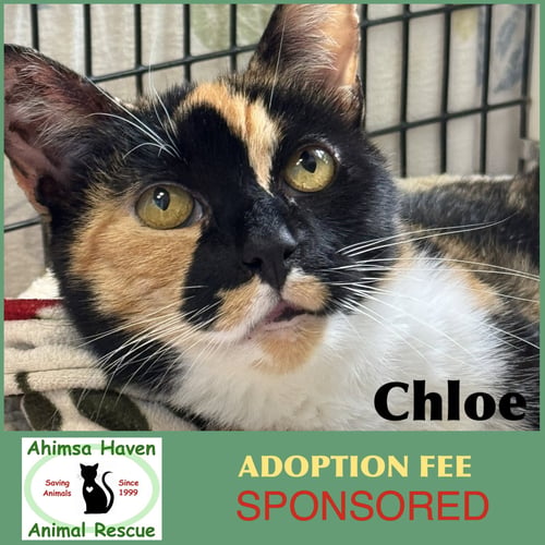 CHLOE - Domestic Short Hair / Calico available for adoption