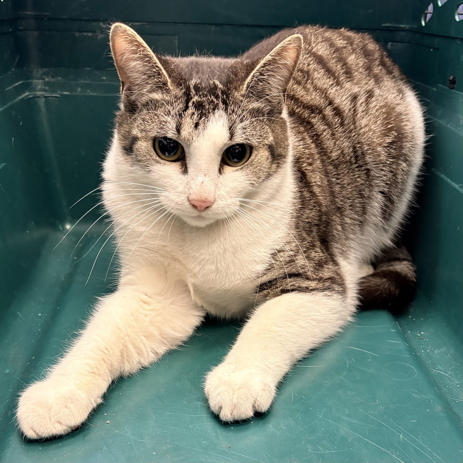 DIANE - Domestic Short Hair available for adoption