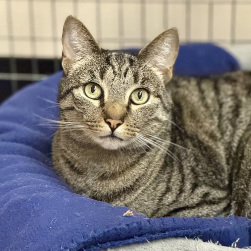 CHESTER - Domestic Short Hair / Tabby available for adoption
