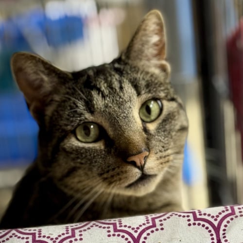 CHESTER - Domestic Short Hair / Tabby available for adoption