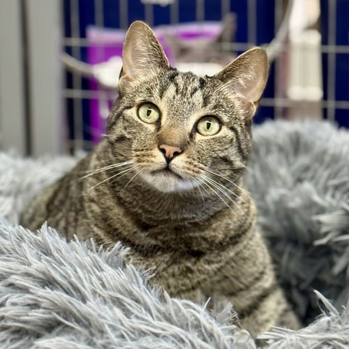 CHESTER - Domestic Short Hair / Tabby available for adoption