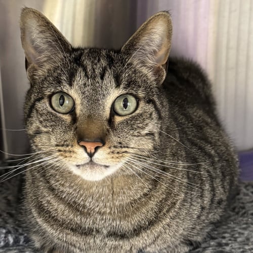 CHESTER - Domestic Short Hair / Tabby available for adoption