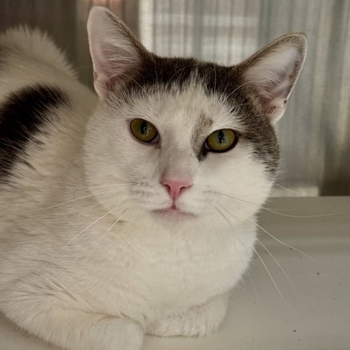 GERRY - Domestic Short Hair available for adoption