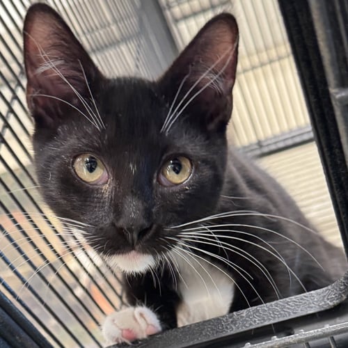 MAUI - Domestic Short Hair / Tuxedo available for adoption