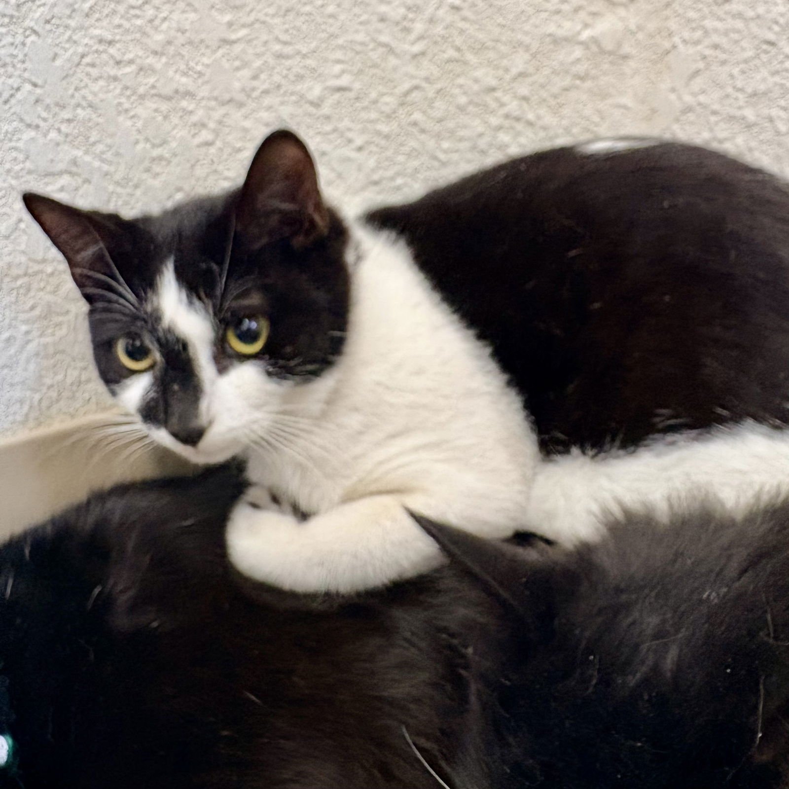 ALEXIS - Domestic Short Hair available for adoption