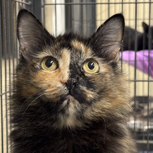 HONEYBELL - Domestic Medium Hair available for adoption