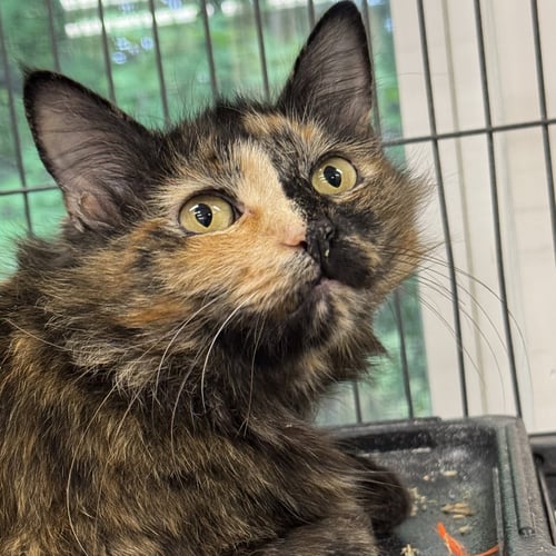 HONEYBELL - Domestic Medium Hair available for adoption