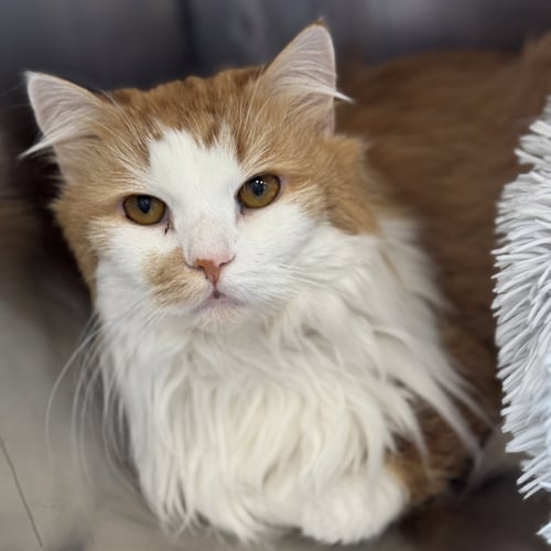 JOJO - Domestic Long Hair available for adoption