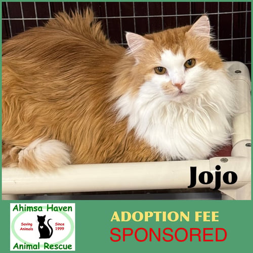 JOJO - Domestic Long Hair available for adoption