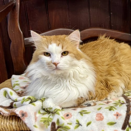 JOJO - Domestic Long Hair available for adoption