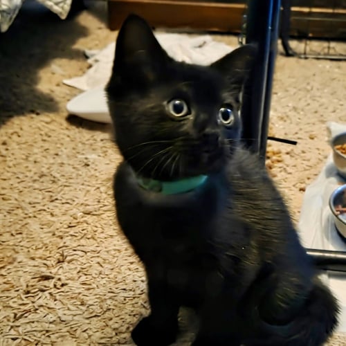 LICORICE - Domestic Short Hair for adoption in Nashua