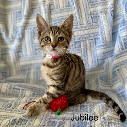 JUBILEE - Domestic Short Hair available for adoption