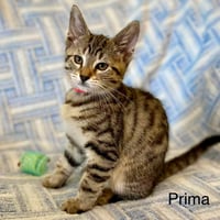 Prima - Photo 1
