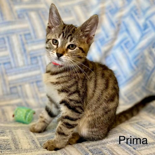 PRIMA - Domestic Short Hair for adoption in Worcester