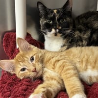 Mittens & Ginger - Photo 1