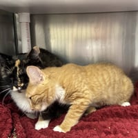 Mittens & Ginger - Photo 2