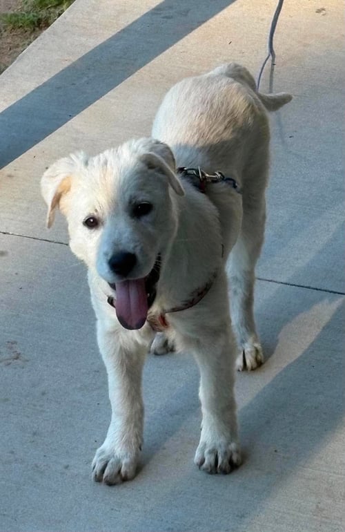 ROSIE - Great Pyrenees for adoption in Dallas