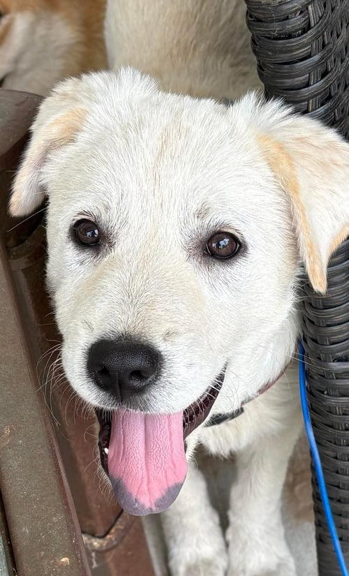 ROSIE - Great Pyrenees available for adoption