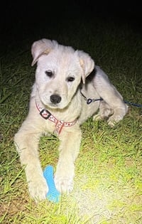 Rosie - Photo 3