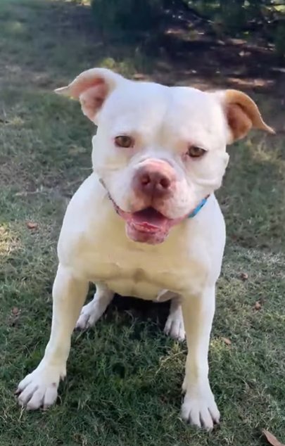 COCO - Boxer / American Bulldog available for adoption