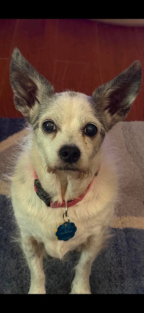 LITTLE BIT - Terrier / Chihuahua available for adoption