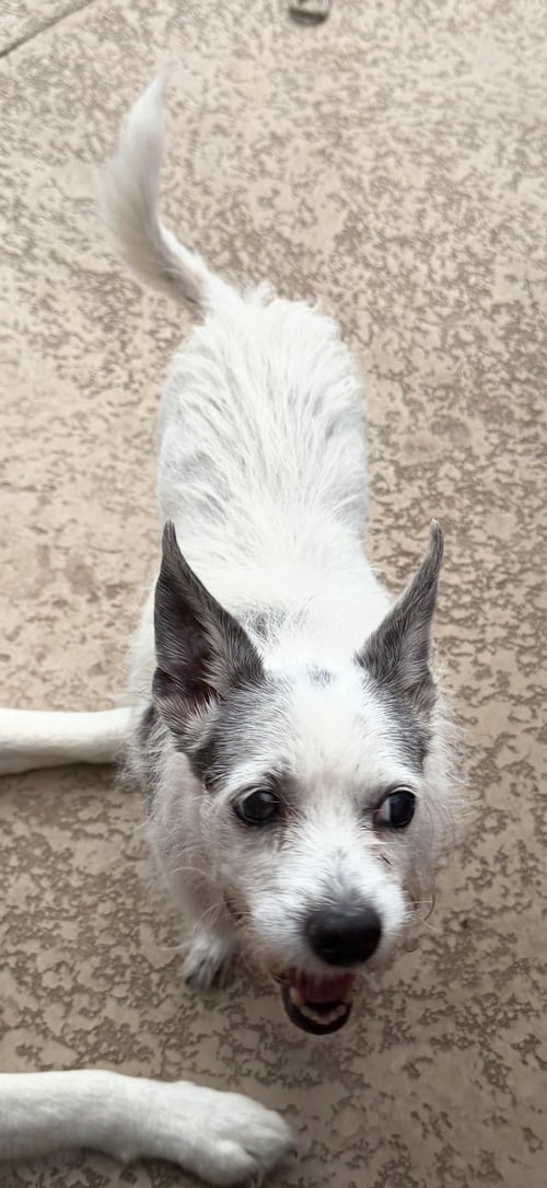 LITTLE BIT - Terrier / Chihuahua for adoption in Dallas