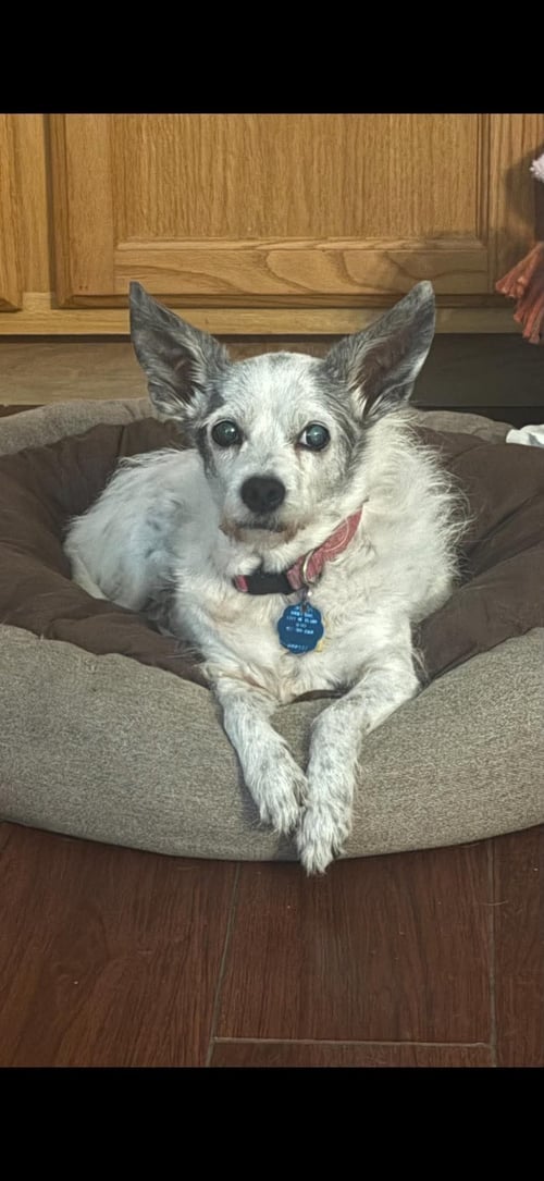 LITTLE BIT - Terrier / Chihuahua for adoption in Dallas