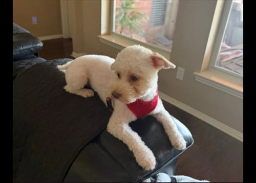 CHARLIE - Poodle (unknown type) for adoption in Dallas