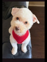 Charlie - Photo 2