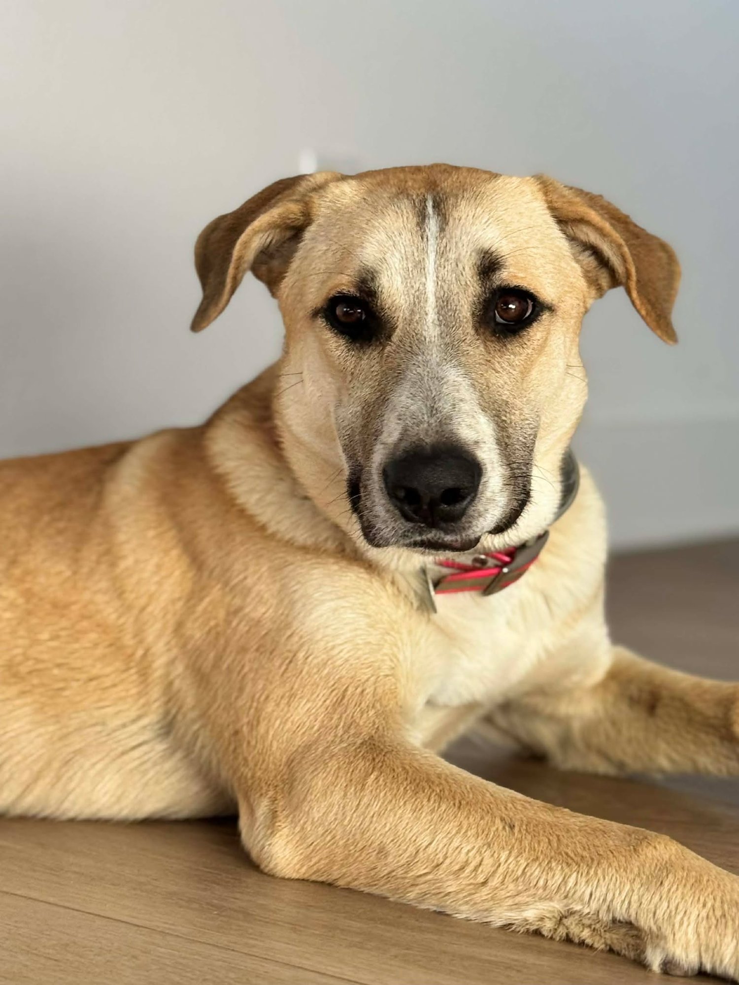 ZOEY - Shepherd for adoption in Dallas