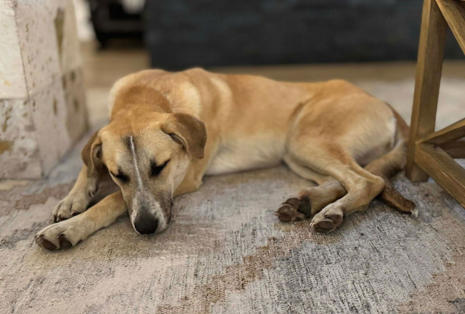 Zoey - Photo 2