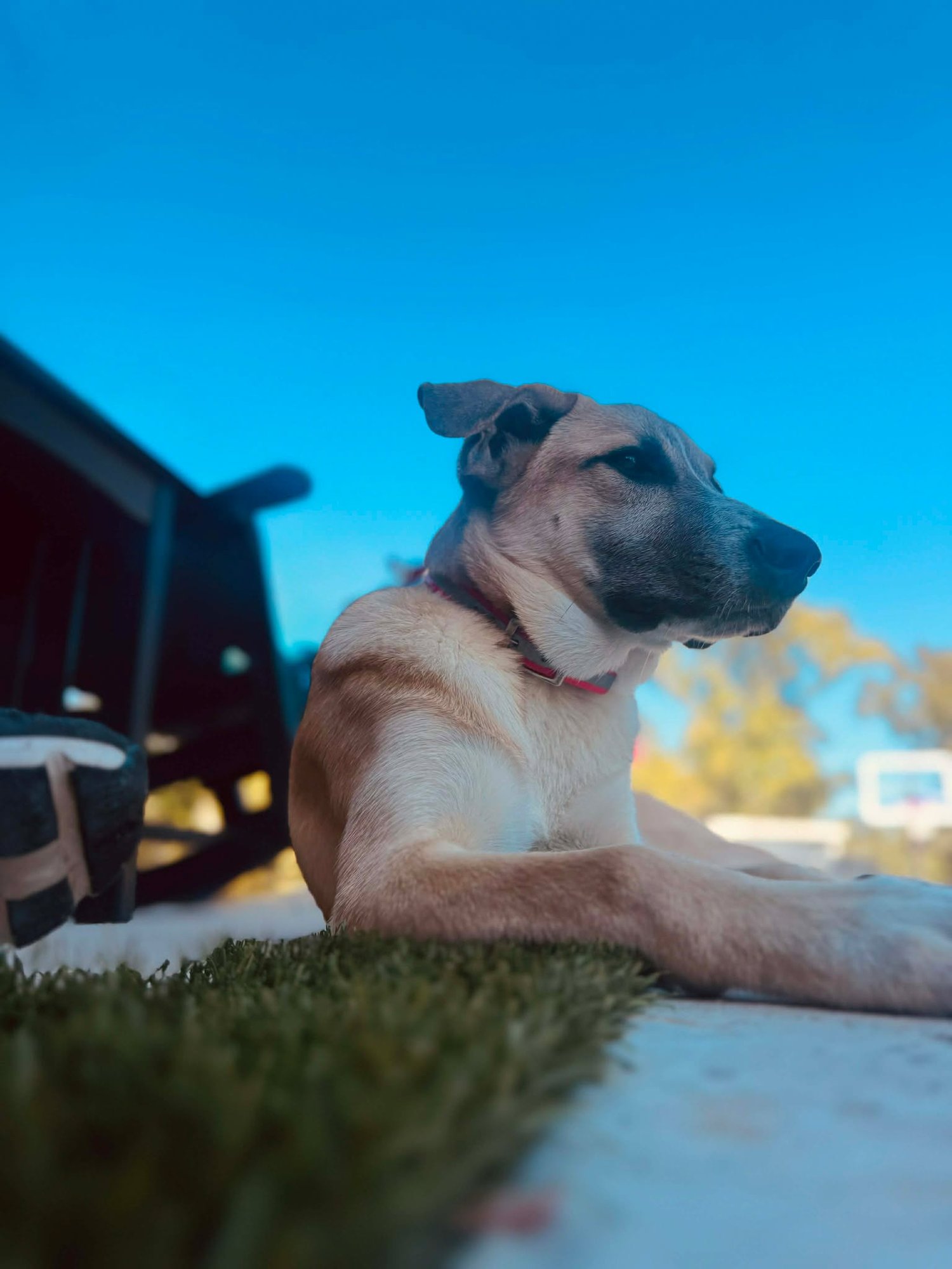 Zoey - Photo 3