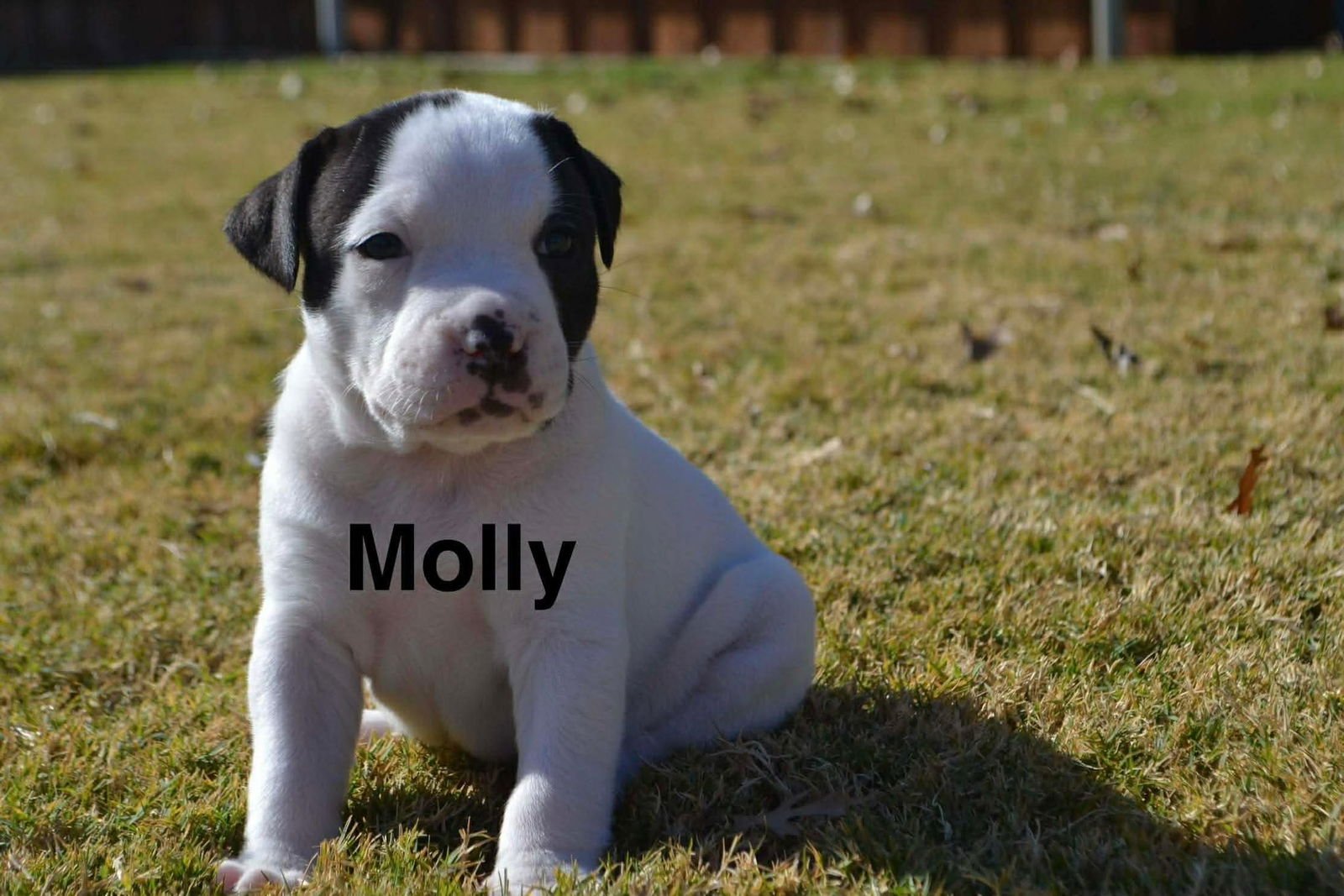 MOLLY - Collie / American Staffordshire Terrier available for adoption