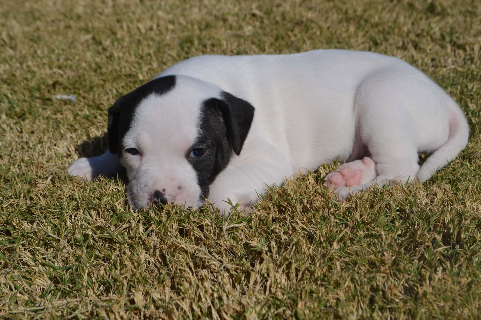 MOLLY - Collie / American Staffordshire Terrier available for adoption