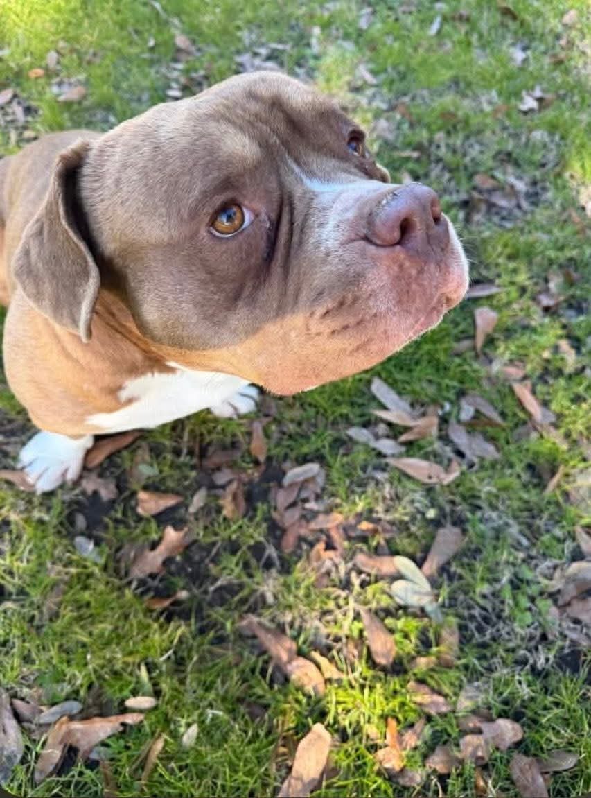 PONCHO - American Staffordshire Terrier for adoption in Dallas