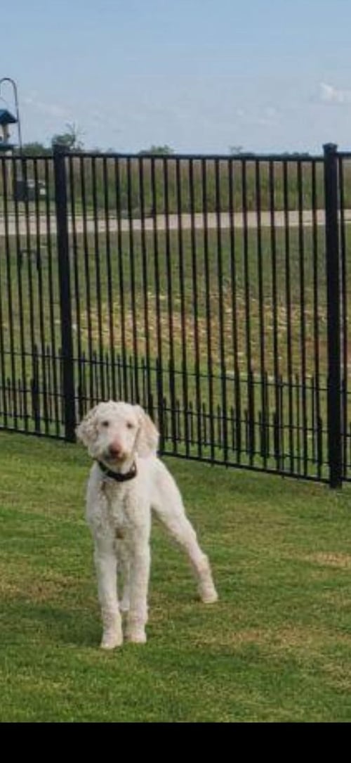 MOCHI - Poodle (Standard) available for adoption