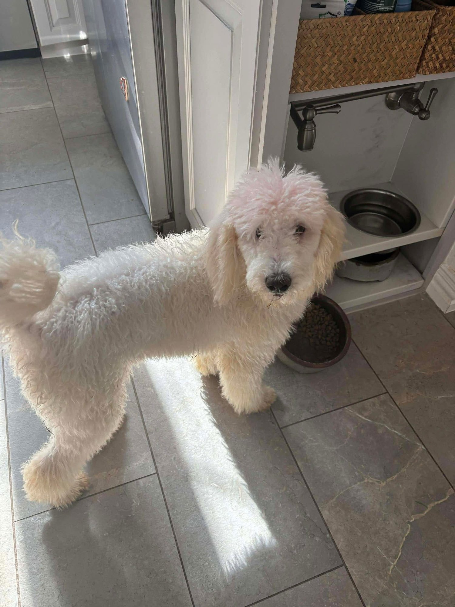 PARIS - Poodle (Standard) available for adoption
