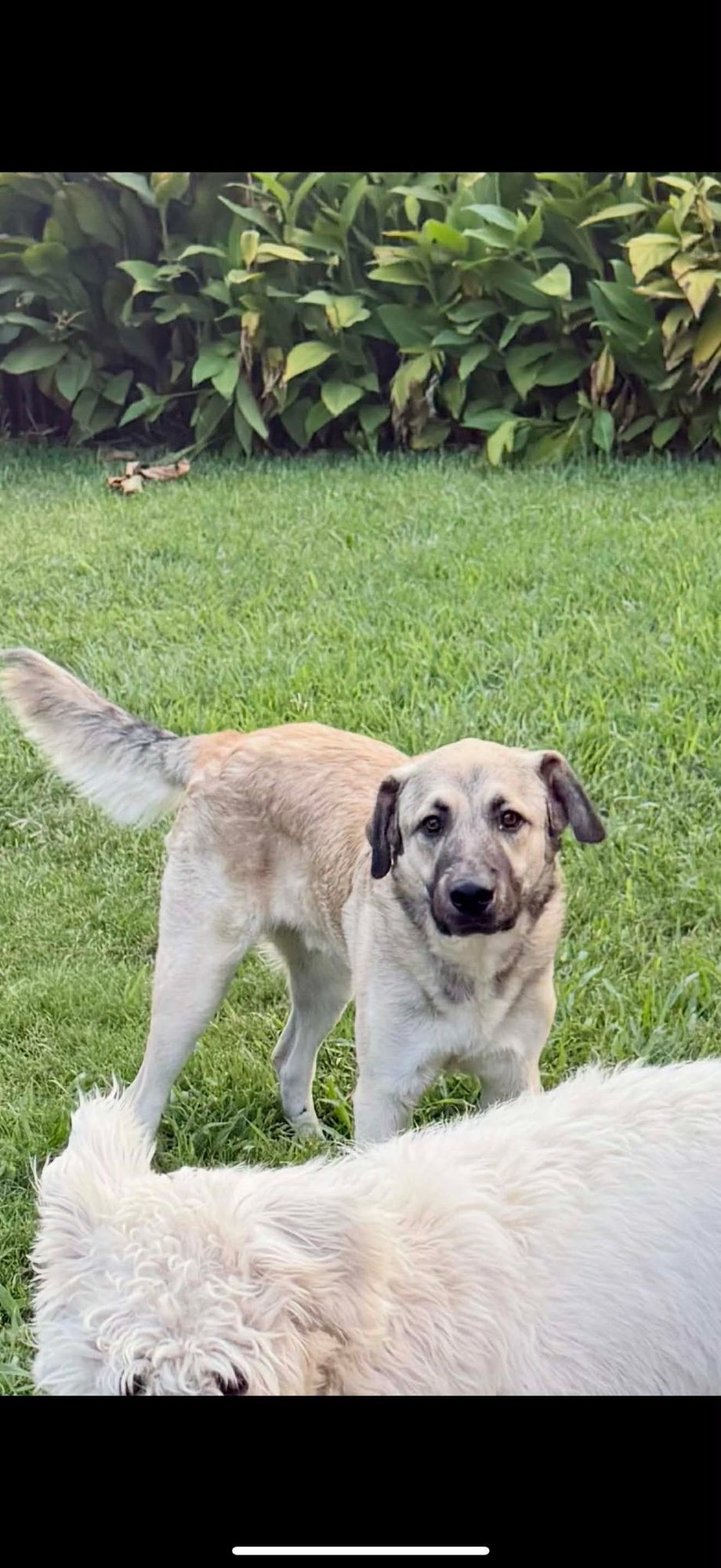 RUSTY - German Shepherd Dog for adoption in Dallas