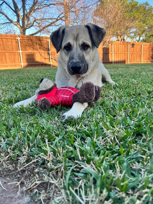 RUSTY - German Shepherd Dog for adoption in Dallas